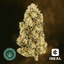 Coconut Buds 3.50 Gram
