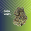 Gush Mints Buds 7 Gram