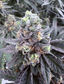 Grapes & Cream Buds 3.50 Gram
