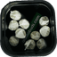 White Widow 10 Pack Pre Rolls 5 Gram