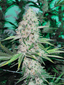 Happy Trails Buds 7 Gram
