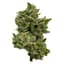 Kush Mints Buds 28 Gram