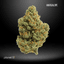 Margalope Buds 14 Gram