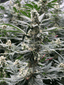 Mule Fuel Buds 3.50 Gram