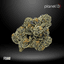 Foam Buds 3.50 Gram