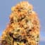 London Pound Cake Buds 28 Gram