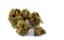 Mimosa Pie Buds 14 Gram