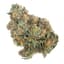 Blue Dream Buds 3.50 Gram