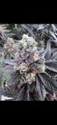 Grapes & Cream Buds 3.50 Gram