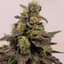 Panama Red Buds 14 Gram