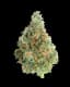 Bobby Wild Buds 28 Gram