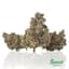 Grape Mint Gas Buds 14 Gram