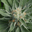 Cloud Berry Buds 3.50 Gram