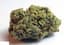 Og Glue Buds 3.50 Gram