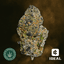 Grape Gas Buds 3.50 Gram