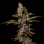 Devil's Punch Bowl Buds 3.50 Gram