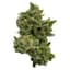 Jelly Donutz Buds 28 Gram