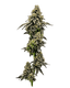 Maple Breath Buds 3.50 Gram