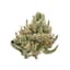 Pound Cake Buds 28 Gram