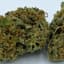 Starship Buds 3.50 Gram