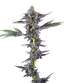 Flight Plan Buds 28 Gram