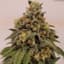 Blackberry Kush Buds 28 Gram