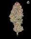 Miracle Alien Cookies Buds 3.50 Gram