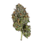 Tropicana Cherry Buds 3.50 Gram
