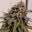Durban Poison Buds 28 Gram