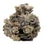 Oreoz Buds 28 Gram
