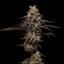 Ice Cream Cake Buds 3.50 Gram