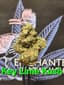 Wedding Pie Buds 3.50 Gram