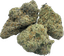 Comfort Buds 7 Gram