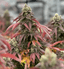 Papaya Bomb Buds 3.50 Gram