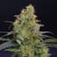 Funk Mtn Buds 14 Gram