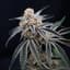 Permanent Chimera Buds 3.50 Gram