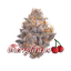 Cherrylicious Buds 14 Gram