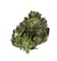 Oreo Blizzy Buds 14 Gram