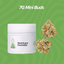 Black Maple Buds 7 Gram