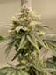 Gg #4 Buds 3.50 Gram