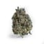 Swamp Gas Buds 3.50 Gram