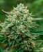 Froot By The Foot Buds 3.50 Gram
