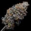 Rainbow Sherbert 11 Buds 3.50 Gram