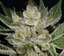 Donny Burger Buds 3.50 Gram