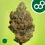 Carbon Fiber Buds 14 Gram
