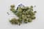 Sherbanger Buds 1 Gram
