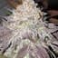 Island Punch Buds 28 Gram