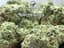 Apple Fritter Buds 3.50 Gram