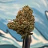Banana Split 1 Pack Pre Rolls 28 Gram