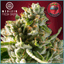 Strawberry Headband Buds 3.50 Gram